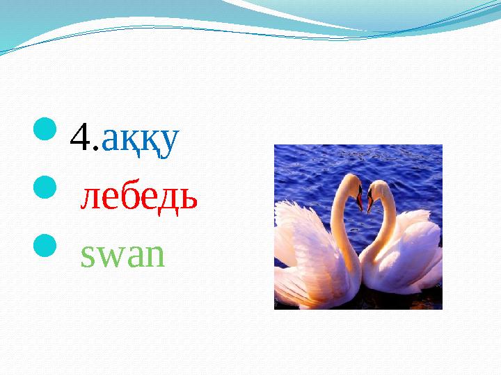  4. аққу  лебедь  swan