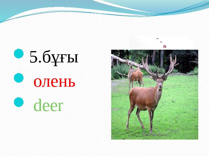  5.бұғы  олень  deer