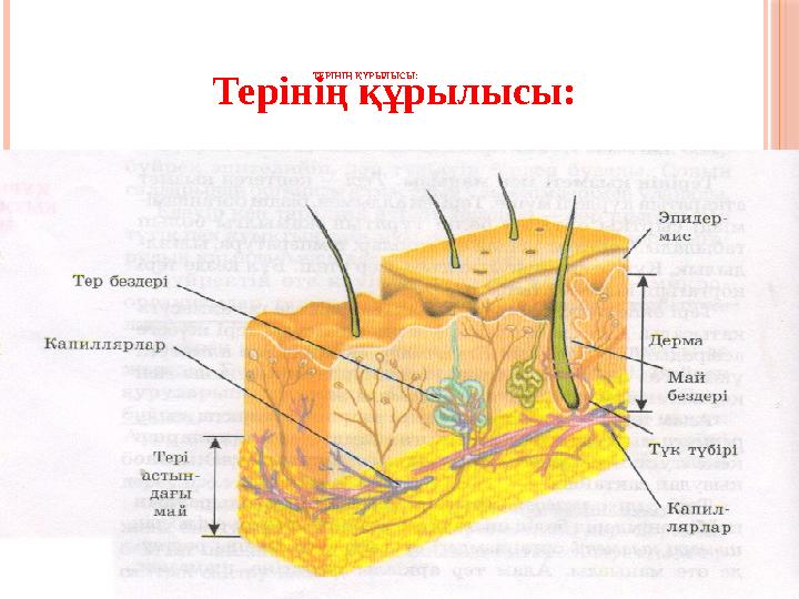 ТЕРІНІҢ ҚҰРЫЛЫСЫ: Терінің құрылысы: