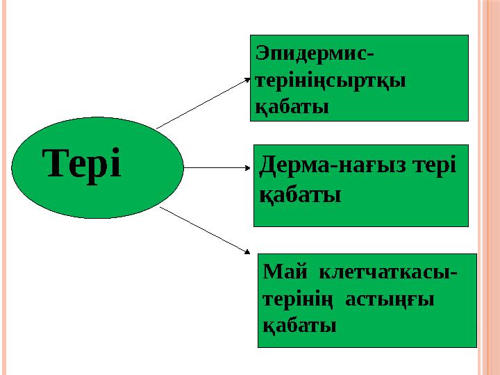 Тері Эпидермис- терініңсыртқы қабаты Дерма-нағыз тері қабаты Май клетчаткасы- терінің астыңғы қабаты