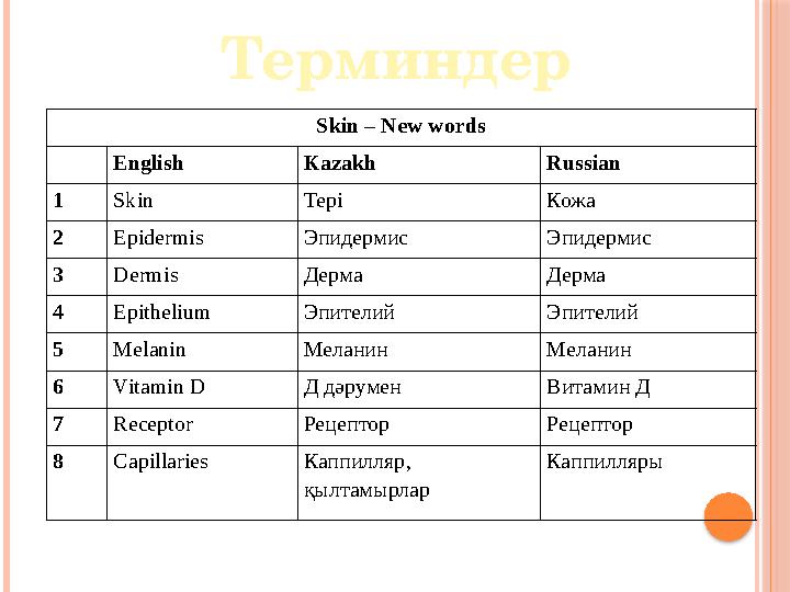 Skin – New words English Kazakh Russian 1 Skin Тері Кожа 2 Epidermis Эпидермис Эпидермис 3 Dermis Дерма Дерма 4 Epithelium Э