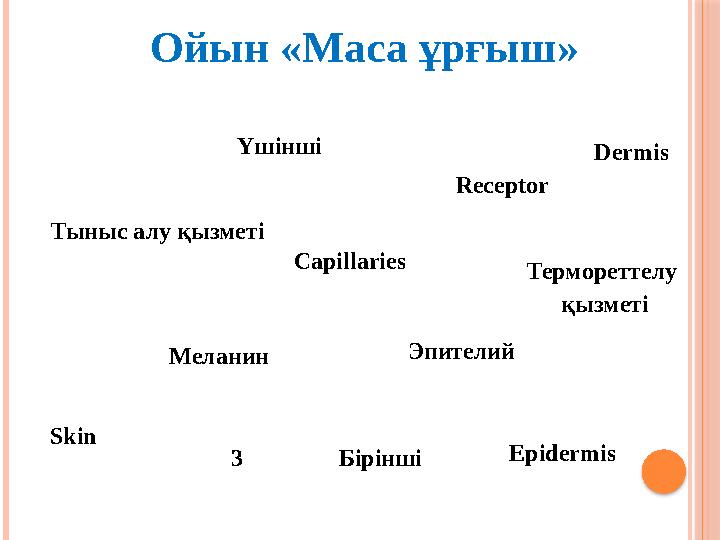 Skin 3 Epidermis Receptor Capillaries Эпителий Меланин Үшінші Бірінші Тыныс алу қызметі Термореттелу қызметіОйын «Маса ұрғыш»