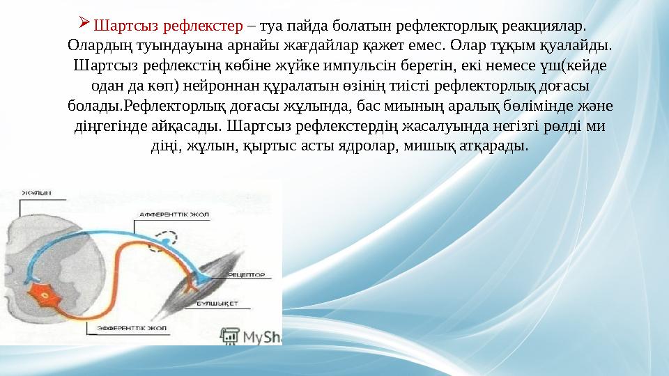  Шартсыз рефлекстер – туа пайда болатын рефлекторлық реакциялар. Олардың туындауына арнайы жағдайлар қажет емес. Олар тұқым қ