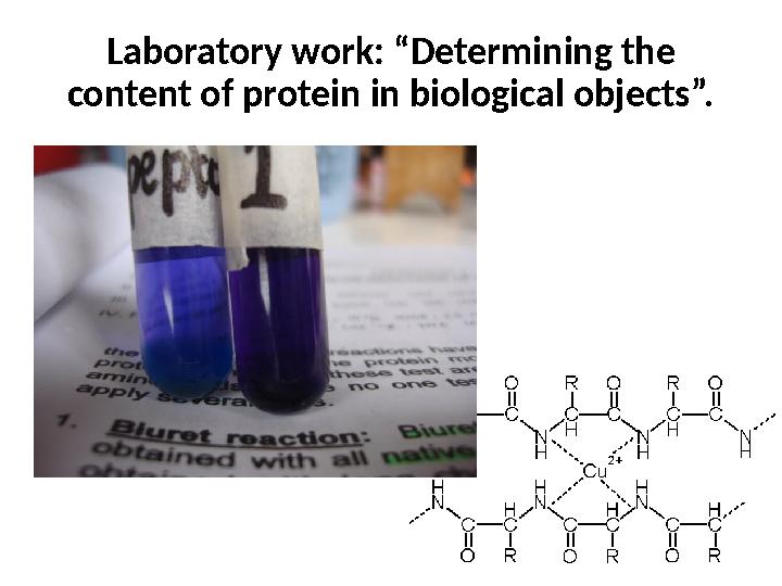Laboratory work: “Determining the content of protein in biological objects”.