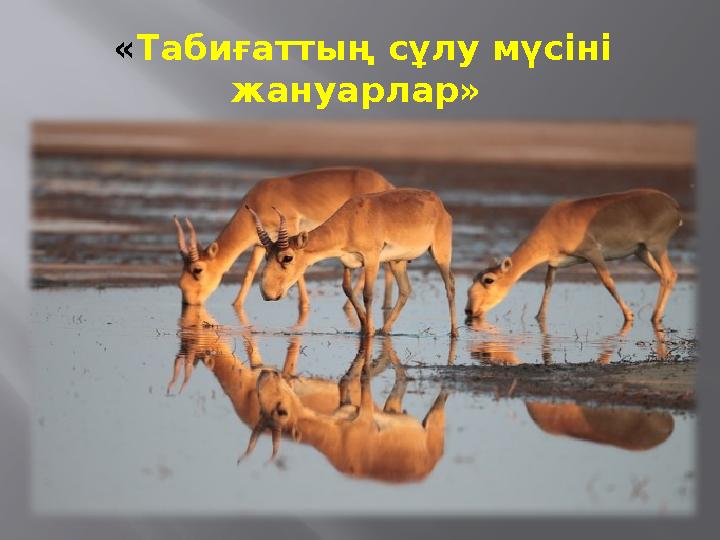 « Табиғаттың сұлу мүсіні жануарлар»