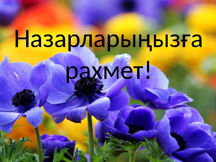 Назарларыңызға рахмет!