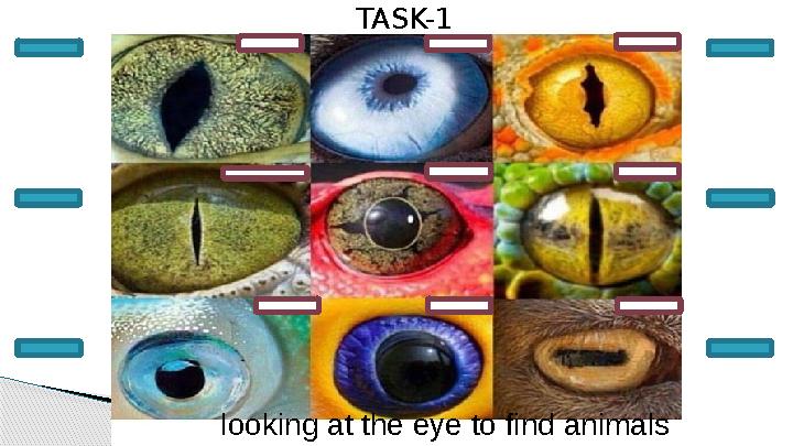 TASK-1 looking at the eye to find animals