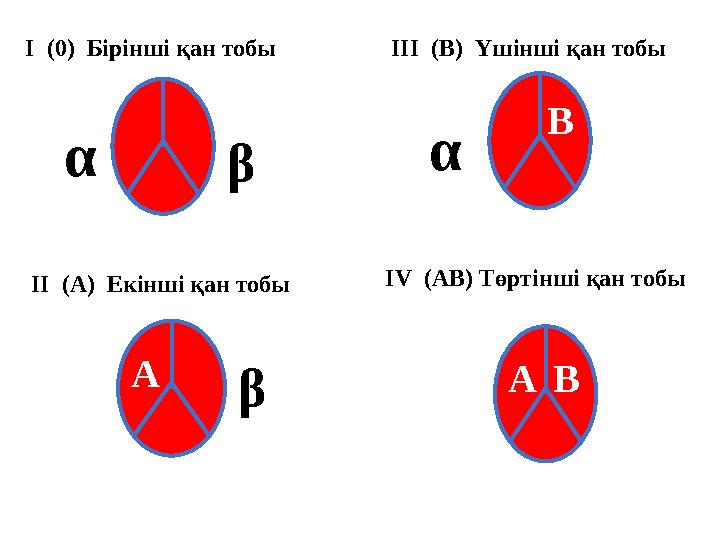 І (0) Бірінші қан тобы α β ІІ (А) Екінші қан тобы βА ІІІ (В) Үшінші қан тобы α В І V (АВ) Төртінші қан тобы А В