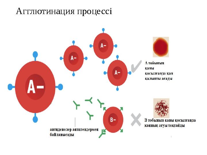 Агглютинация процессі