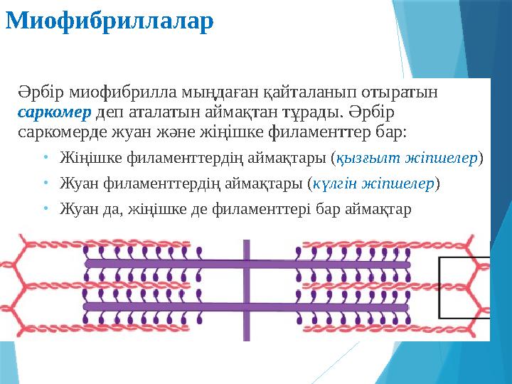 Миофибриллалар Әрбір миофибрилла мыңдаған қайталанып отыратын саркомер деп аталатын аймақтан тұрады. Әрбір саркомерде жуан ж