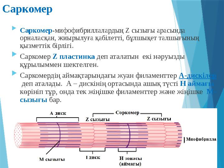 Саркомер  Саркомер -мифофибриллалардың Z сызығы арасында орналасқан, жиырылуға қабілетті, бұлшықет талшығының қызметтік бірлі