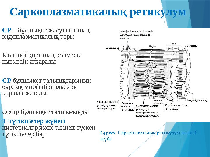 Саркоплазматикалық ретикулум СР – бұлшықет жасушасының эндоплазматикалық торы Кальций қорының қоймасы қызметін атқарады СР