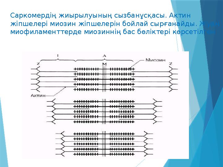 Саркомердің жиырылуының сызбанұсқасы. Актин жіпшелері миозин жіпшелерін бойлай сырғанайды. Жуан миофиламенттерде миозиннің бас