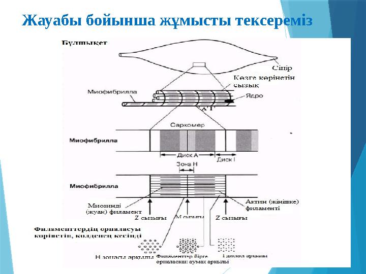 Жауабы бойынша жұмысты тексереміз
