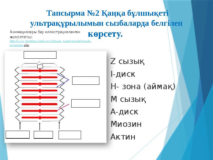 Тапсырма №2 Қаңқа бұлшықеті ультрақұрылымын сызбаларда белгілеп көрсету. Анимациялары бар иллюстрацияланған жолсілтегіш: ht