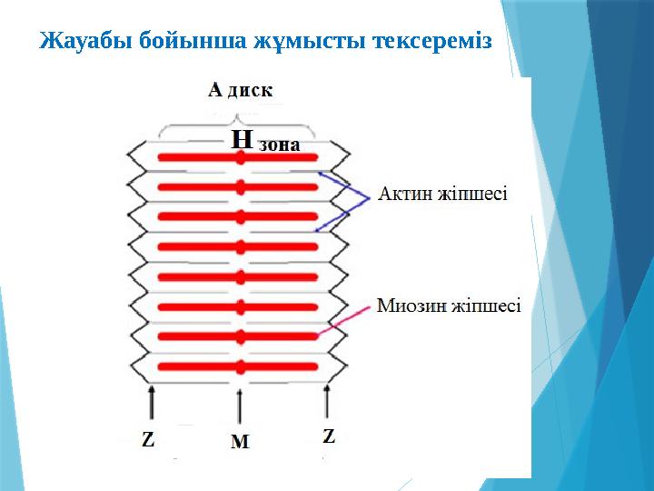 Жауабы бойынша жұмысты тексереміз