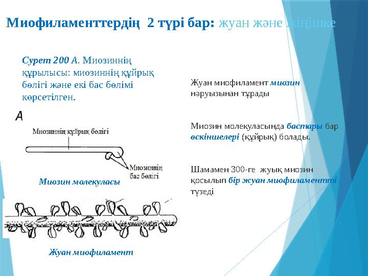 Миофиламенттердің 2 түрі бар: жуан және жіңішке Сурет 200 А. Миозиннің құрылысы: миозиннің құйрық бөлігі және екі бас бөлі