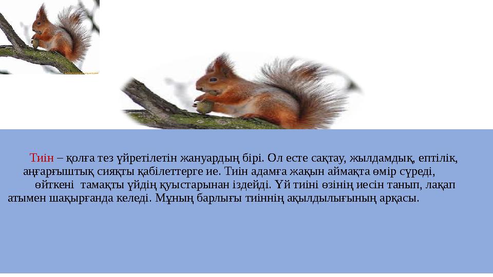 Тиін – қолға тез үйретілетін жануардың бірі. Ол есте сақтау, жылдамдық, ептілік, аңғарғыштық сияқты қабіле