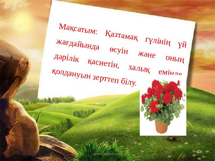 www.ZHARAR.com М а қ с а т ы м : Қ а з т а м а қ г ү л ін ің ү й ж а ғ д а й ы н д а ө с у ін ж ә н е о н ы ң