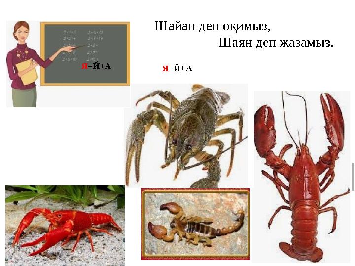 Шайан деп оқимыз, Шаян деп жазамыз. Я = Й +AЯ = Й +A