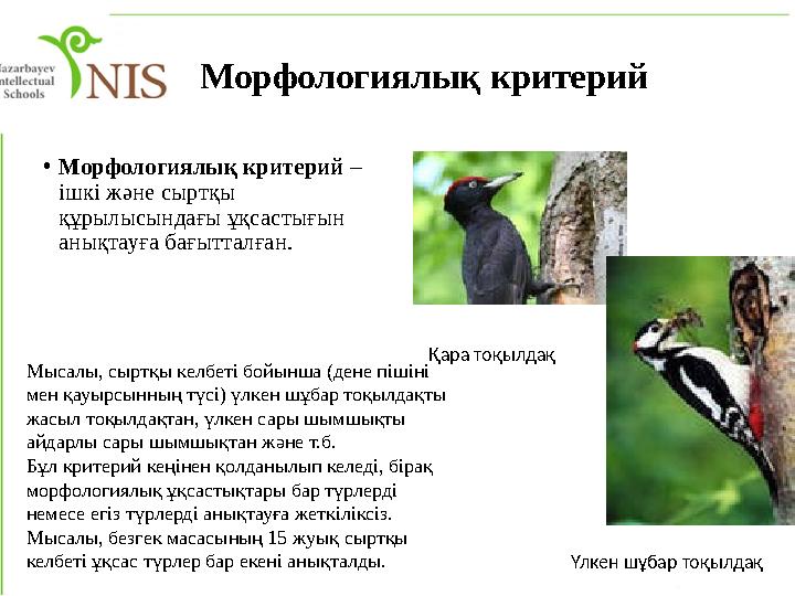 Морфологиялық критерий • Морфологиялық критерий – ішкі және сыртқы құрылысындағы ұқсастығын анықтауға бағытталған. Қара тоқы