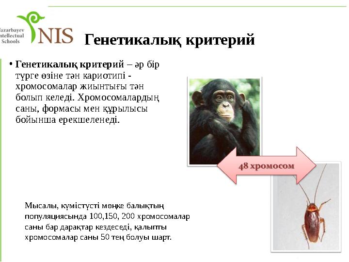 Генетикалық критерий • Генетикалық критерий – әр бір түрге өзіне тән кариотипі - хромосомалар жиынтығы тән болып келеді. Хро