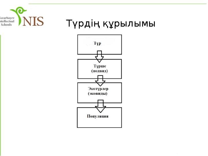 Түрдің құрылымы