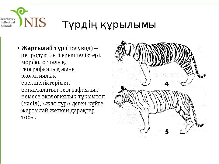 Түрдің құрылымы • Жартылай түр (полувид) – репродуктивті ерекшеліктері, морфологиялық, географиялық және экологиялық ерекш