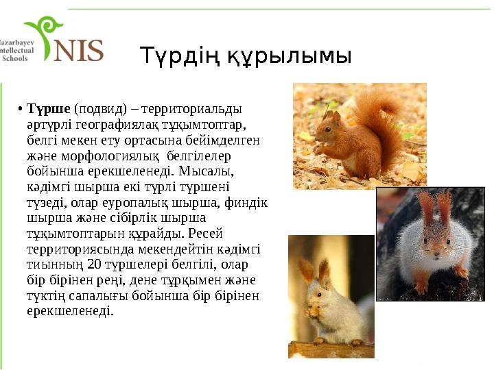 Түрдің құрылымы • Түрше (подвид) – территориальды әртүрлі географиялақ тұқымтоптар, белгі мекен ету ортасына бейімделген жән