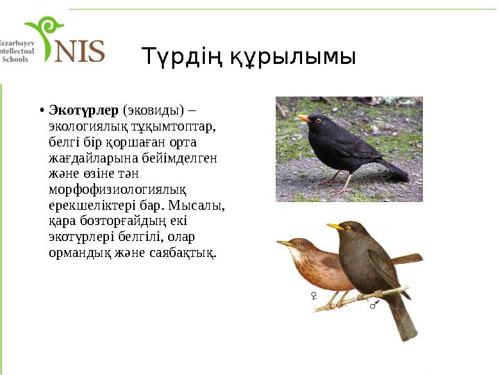 Түрдің құрылымы • Экотүрлер (эковиды) – экологиялық тұқымтоптар, белгі бір қоршаған орта жағдайларына бейімделген және өзі