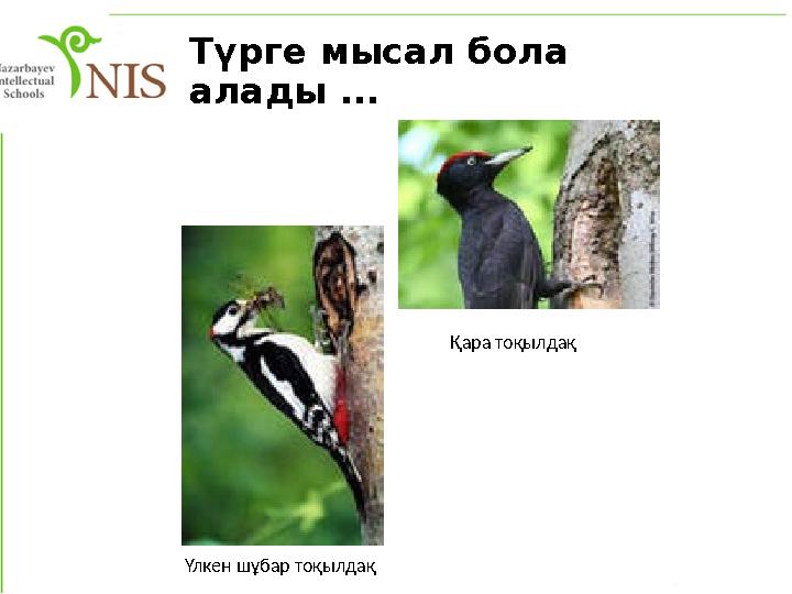 Түрге мысал бола алады ... Қара тоқылдақ Үлкен шұбар тоқылдақ