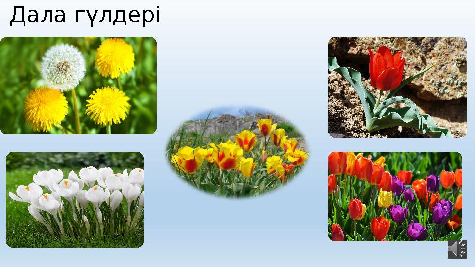 Дала гүлдері