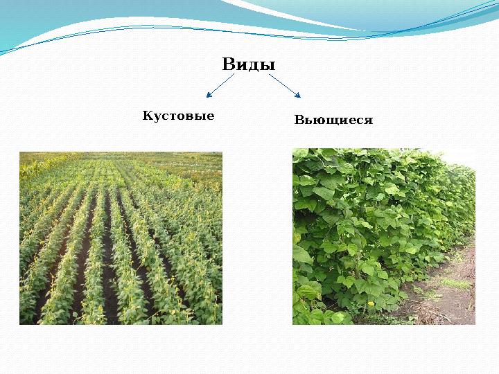 Виды Кустовые Вьющиеся
