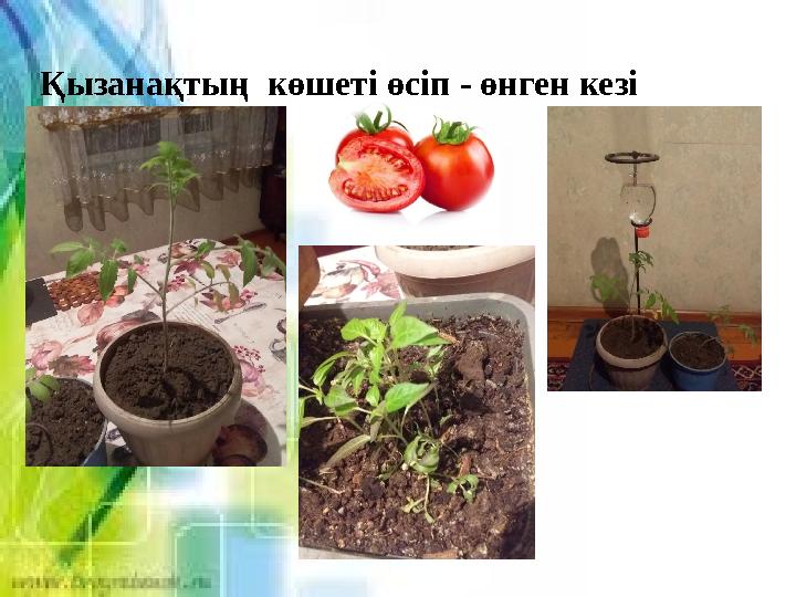 Қызанақтың көшеті өсіп - өнген кезі