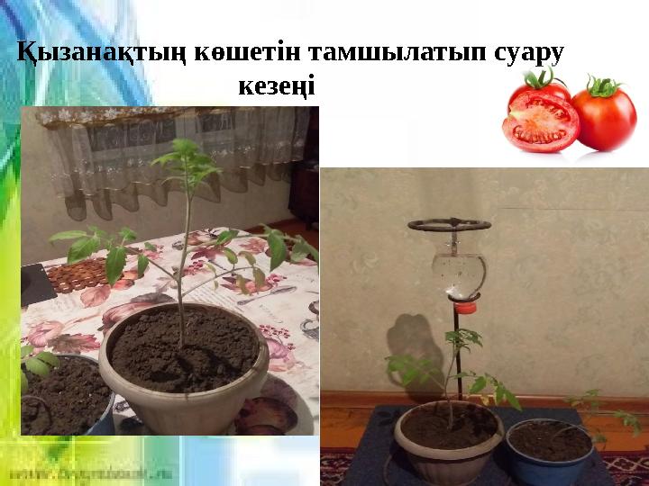 Қызанақтың көшетін тамшылатып суару кезеңі