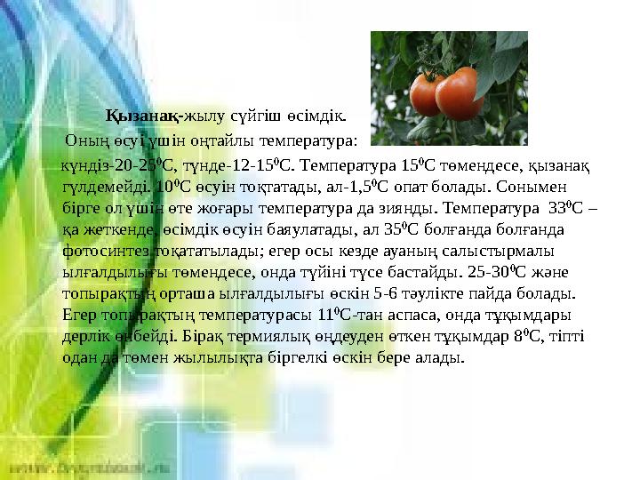 Қызанақ- жылу сүйгіш өсімдік. Оның өсуі үшін оңтайлы температура: күндіз-20-25 0 С, түнде-12-15 0 С