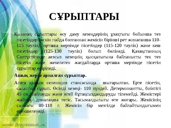 СҰРЫПТАРЫ Қызанақ сұрыптары өсу даму кезеңдерінің ұзақтығы бойынша тез пісетіндер (өскін пайда болғаннан жемісін бірінш