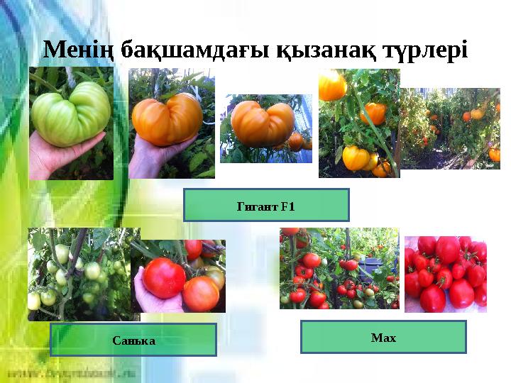 Менің бақшамдағы қызанақ түрлері Гигант F 1 Max Санька