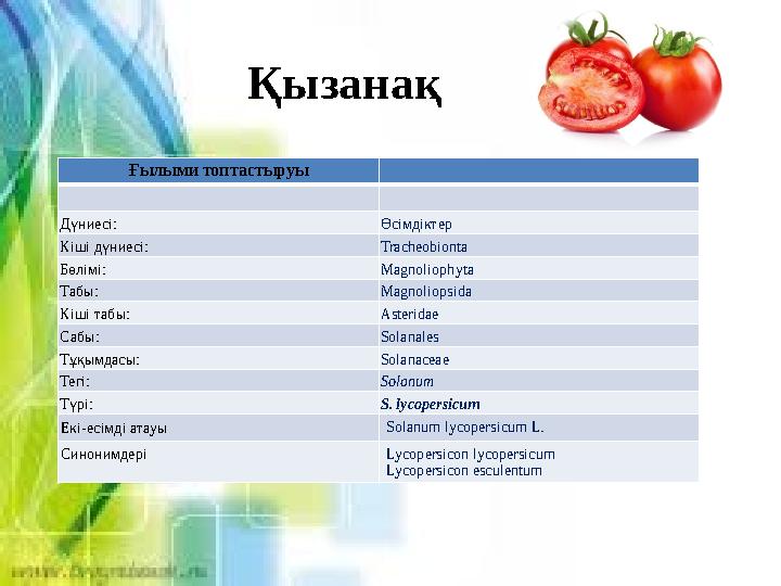 Қызанақ Ғылыми топтастыруы Дүниесі: Өсімдіктер Кіші дүниесі: Tracheobionta Бөлімі: Magnoliophyta Табы: Magnoliopsida Кіші табы