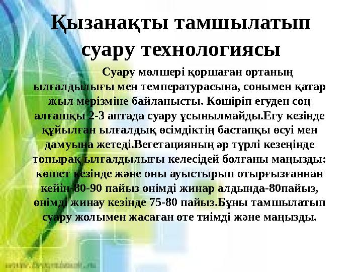 Қызанақты тамшылатып суару технологиясы Суару мөлшері қоршаған ортаның ылғалдылығы мен температурасына, сонымен қатар жыл мер