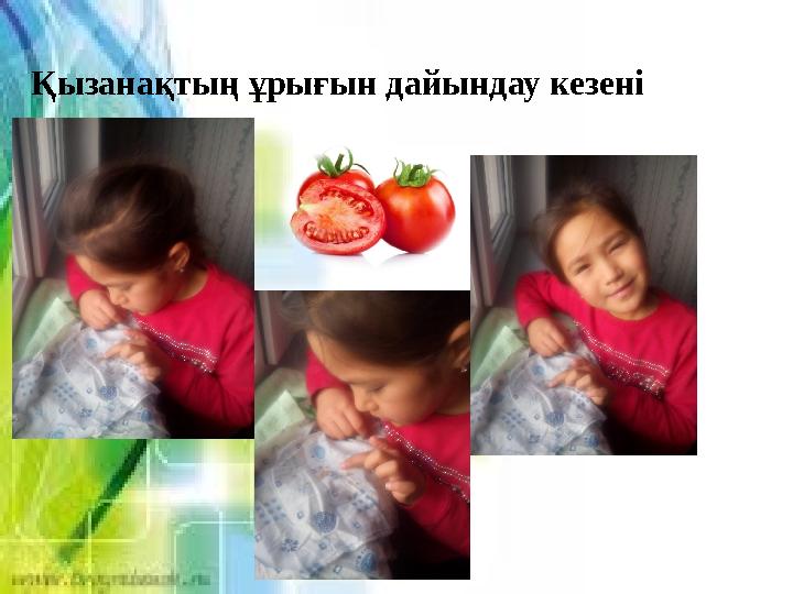 Қызанақтың ұрығын дайындау кезені