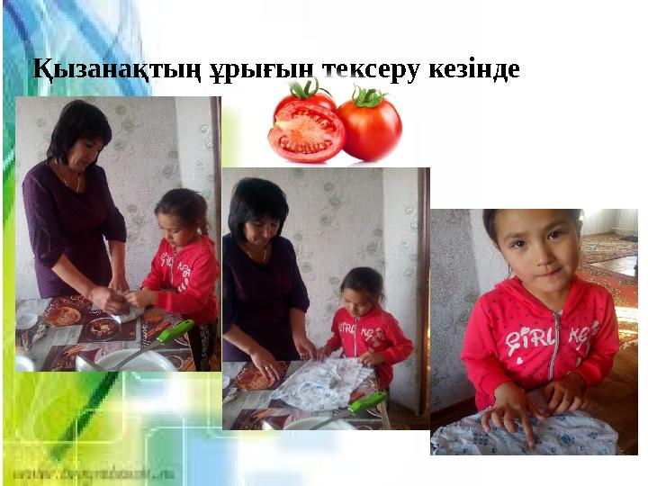 Қызанақтың ұрығын тексеру кезінде