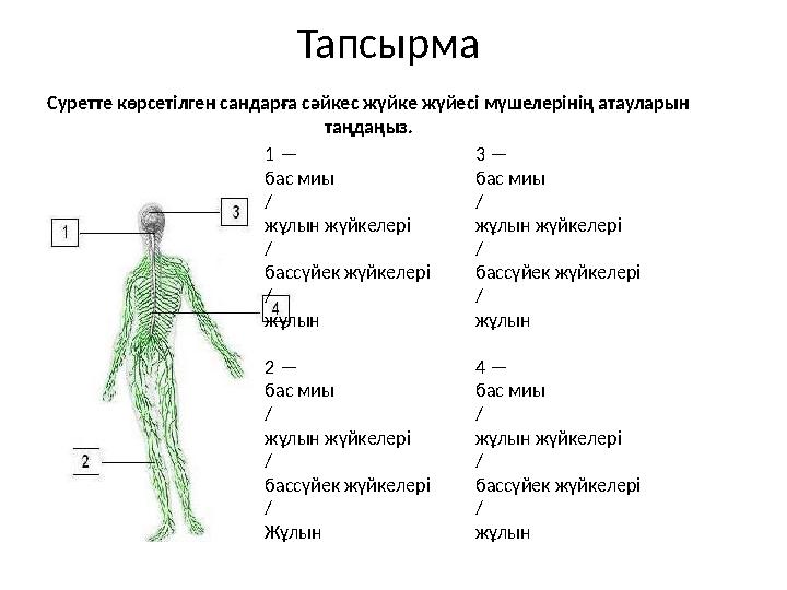 Тапсырма Суретте көрсетілген сандарға сәйкес жүйке жүйесі мүшелерінің атауларын таңдаңыз. 1 — бас миы / жұлын жүйкелері /