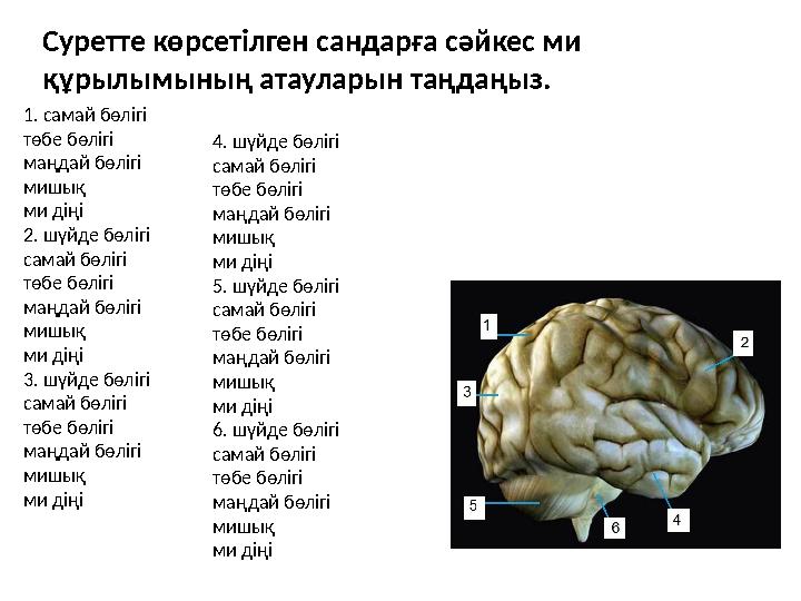 Суретте көрсетілген сандарға сәйкес ми құрылымының атауларын таңдаңыз. 1. самай бөлігі төбе бөлігі маңдай бөлігі мишық ми діңі
