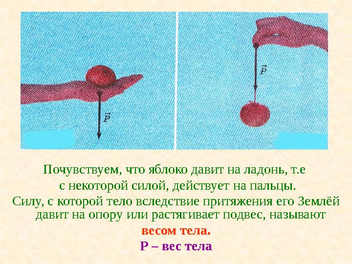 Почувствуем, что яблоко давит на ладонь, т.е с некоторой силой, действует на пальцы. Силу, с которой тело вследствие притяжен