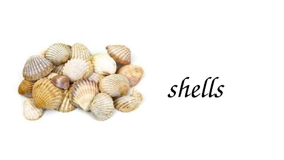 shells