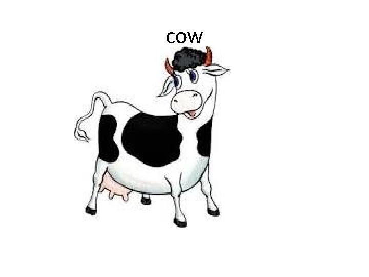 cow