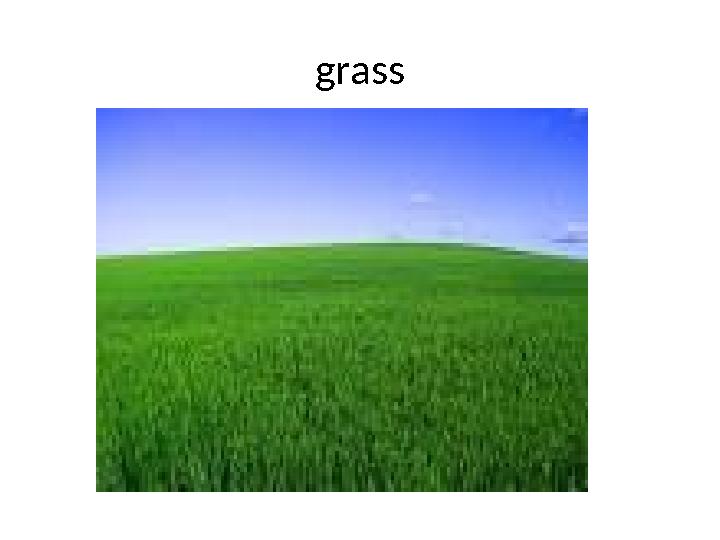 grass