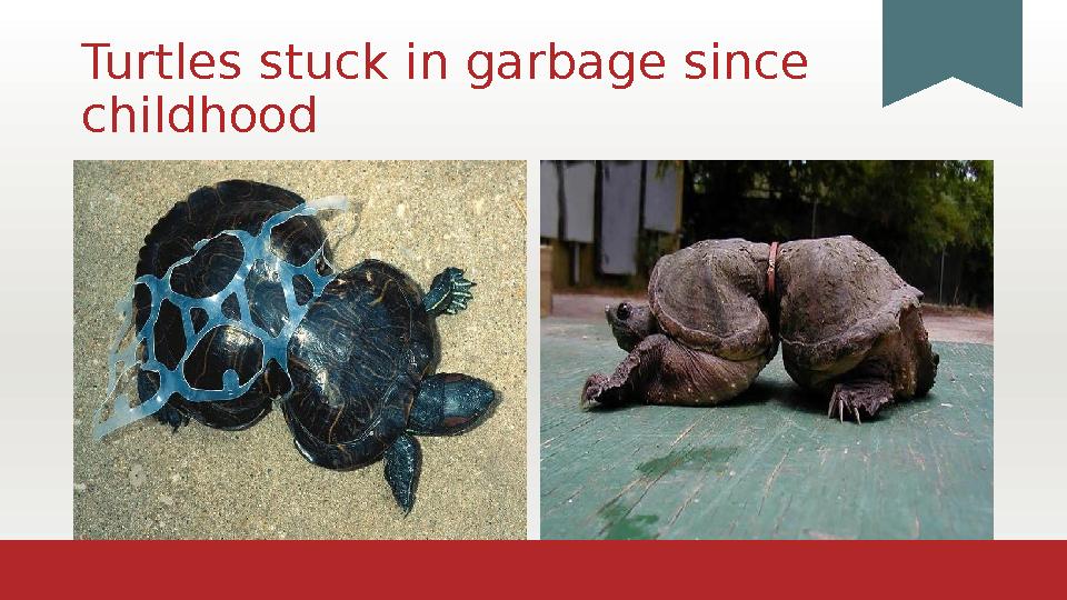 Turtles stuck in garbage since childhood