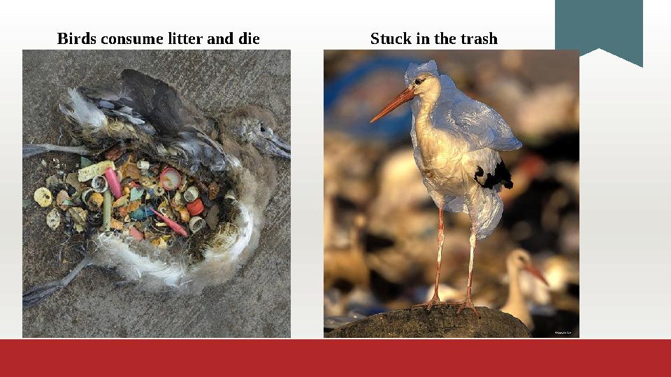 B irds consume litter and die Stuck in the trash